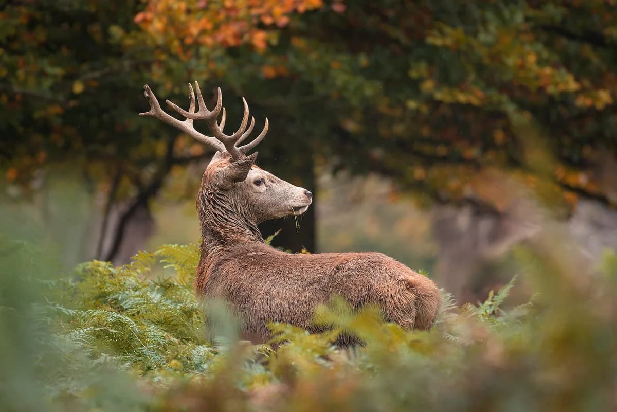 Richmond Park - Deer Rut & Ancient Oaks